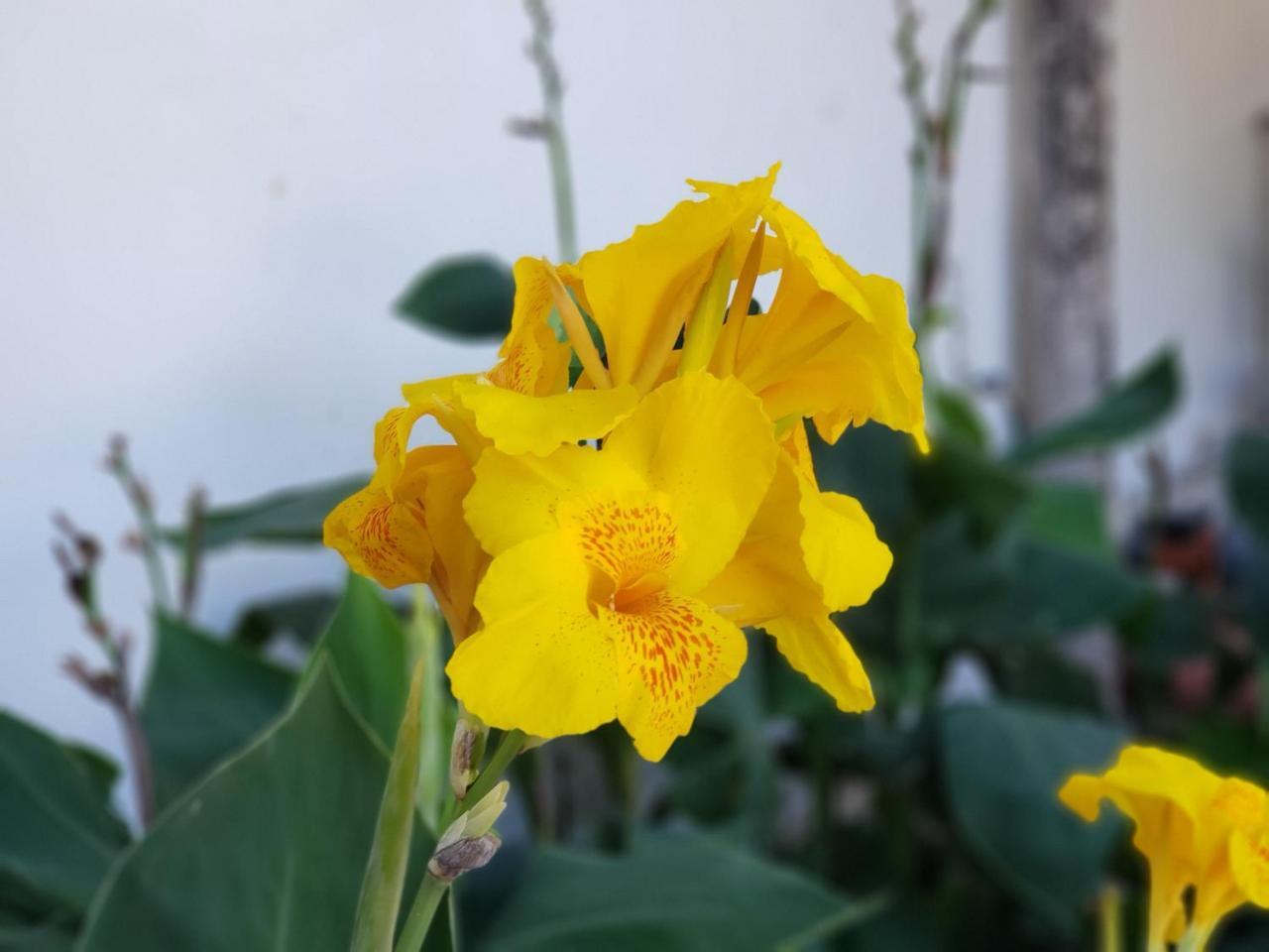 Hostal Casa Vieja Matagalpa Eksteriør billede